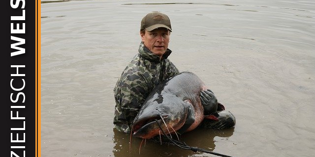 zielfisch-wels