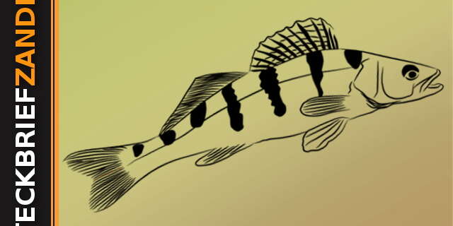 Steckbrief des Zanders