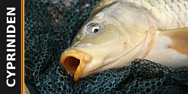 cypriniden