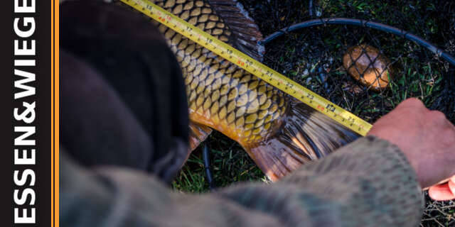 Fische richtig messen und wiegen