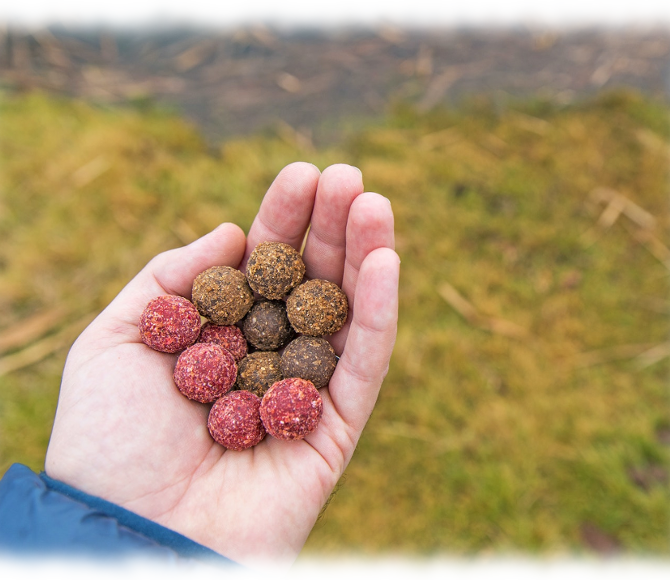 Anfüttern Boilies