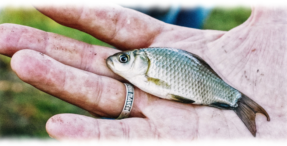 Stippfischen Köder