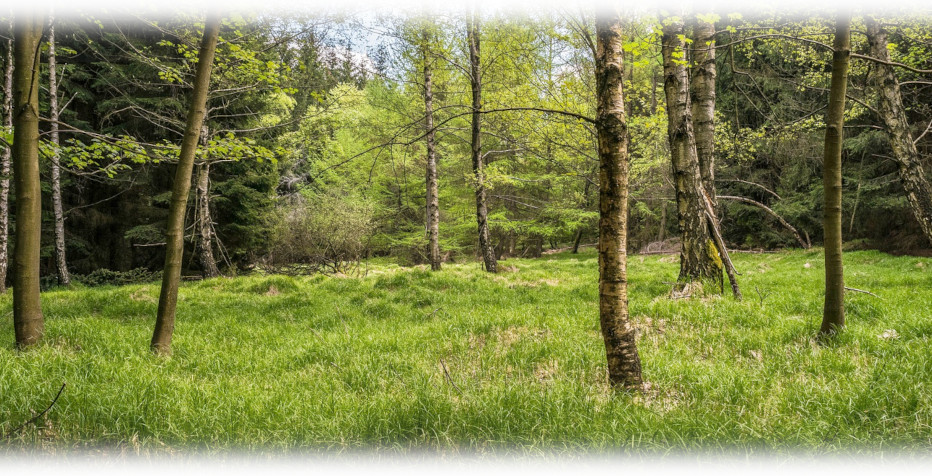 Standortwahl bei der Kirrung