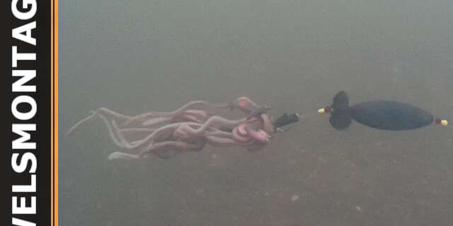 Welsmontage mit Tauwurm und U-Pose: So fängst Du dicke Waller!